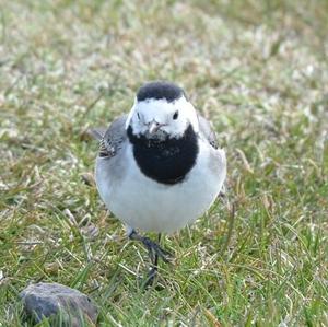 White Wagtail