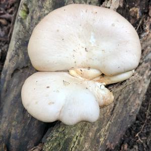 Oyster Mushroom