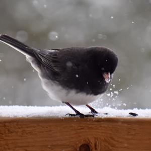 Dark-eyed Junco