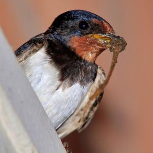 Barn Swallow