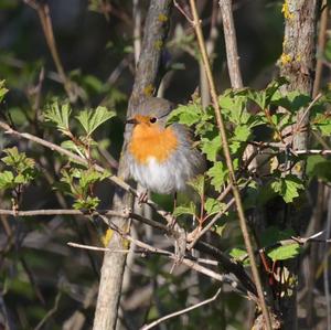 European Robin