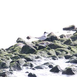 Common Sandpiper