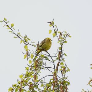 Yellowhammer