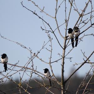 Black-billed Magpie