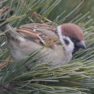 Eurasian Tree Sparrow