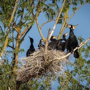 Great Cormorant