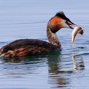 Great Crested Grebe