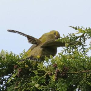 European Greenfinch