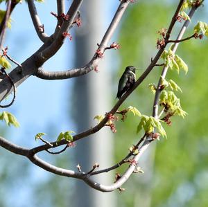 Ruby-throated Hummingbird