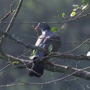 Common Wood-pigeon