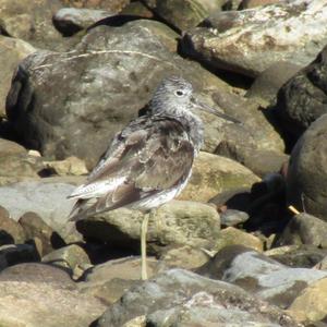 Common Greenshank