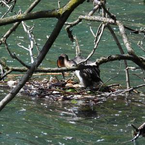 Great Crested Grebe