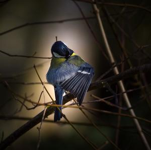 Blue Tit