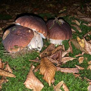 King Bolete