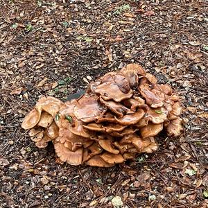 Turkey-tail