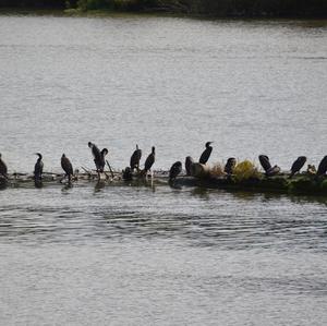 Great Cormorant