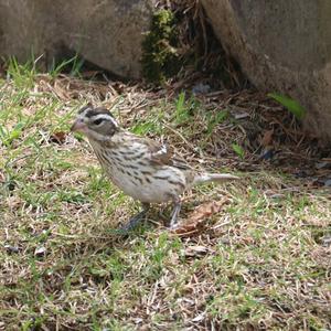 Rose-breasted Grosbeak