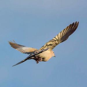 Eurasian Collared-dove