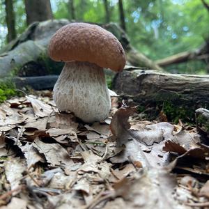 King Bolete