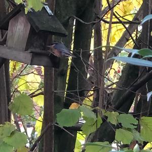 Wood Nuthatch