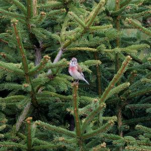 Eurasian Linnet