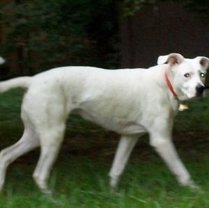 Dogo Argentino