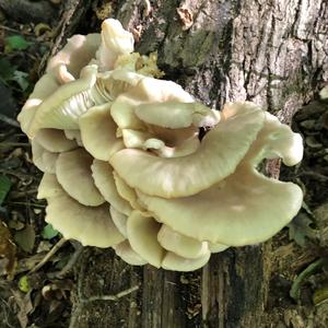 Oyster Mushroom