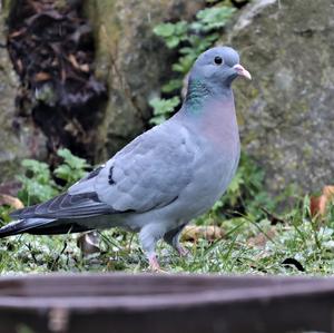 Stock Dove