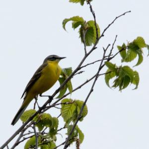 Yellow Wagtail