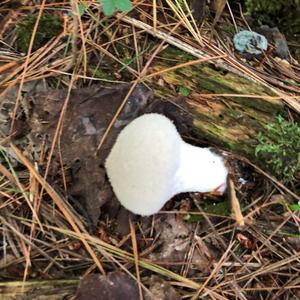 Gem-studded Puffball