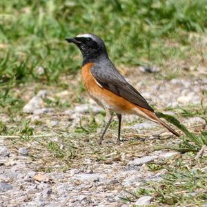 Common Redstart