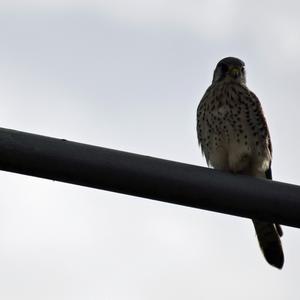 Common Kestrel