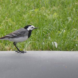 White Wagtail