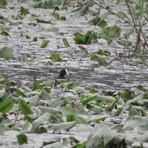 Common Coot