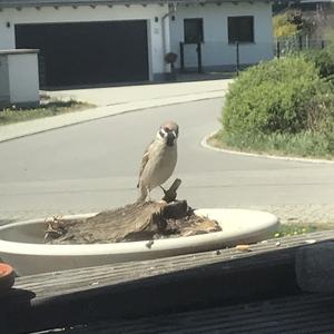 Eurasian Tree Sparrow