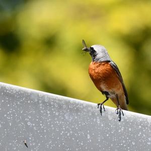 Common Redstart