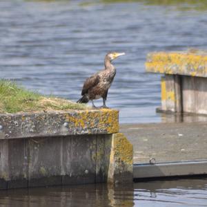 Great Cormorant