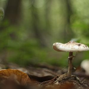 Parasol Mushroom