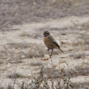 European stonechat