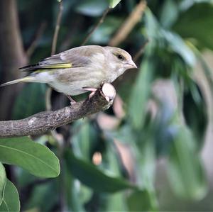 European Greenfinch