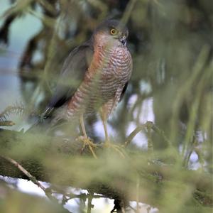 Eurasian Sparrowhawk