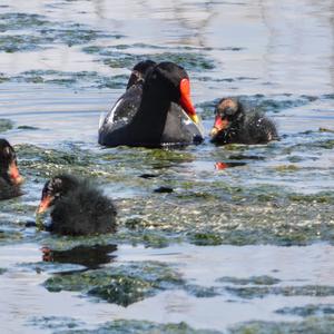 Common Moorhen