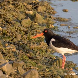 Eurasian Oystercatcher