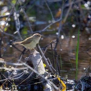 Willow Warbler