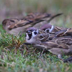 Eurasian Tree Sparrow