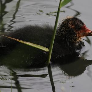 Bläßhuhn