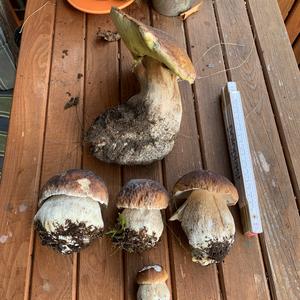 King Bolete