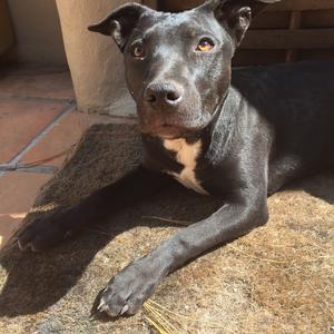 Unknown Breed