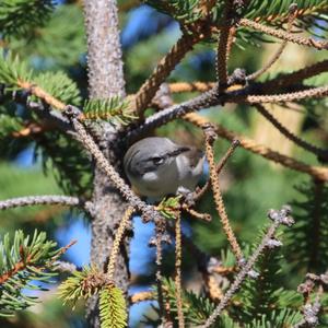 Lesser Whitethroat