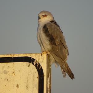 Black-shouldered Kite